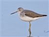 Greenshank