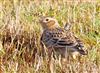 Skylark