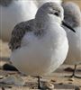 Sanderling