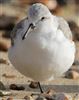 Sanderling