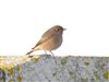 Black Redstart