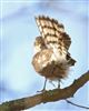 Sparrowhawk