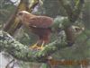 Marsh Harrier