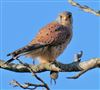 Kestrel