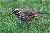 Redwing