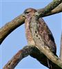 Buzzard