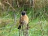 Stonechat