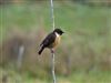 Stonechat