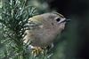 Goldcrest