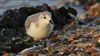 Sanderling