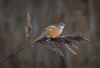 Bearded Tit