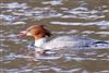 Goosander