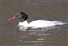 Goosander