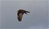 Marsh Harrier