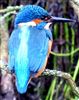 Kingfisher