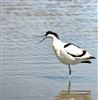 Avocet