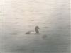 Scaup