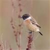 Stonechat