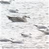 Yellow-legged Gull