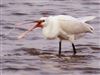 Spoonbill