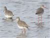 Spotted Redshank