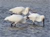 Spoonbill