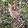 Reed Bunting