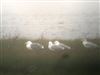 Yellow-legged Gull