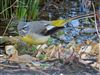 Grey Wagtail