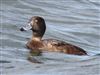 Tufted Duck