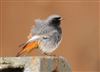 Black Redstart