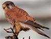 Kestrel