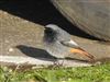 Black Redstart