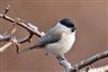 Marsh Tit