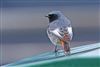 Black Redstart