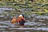 Mandarin Duck