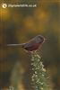 Dartford Warbler