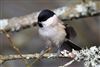 Marsh Tit