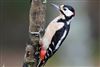 Great Spotted Woodpecker