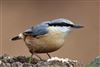 Nuthatch