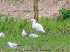 Cattle Egret