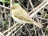 Chiffchaff