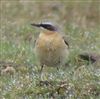 Wheatear