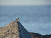 Wheatear