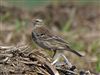 Water Pipit