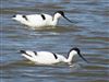 Avocet