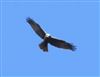 Marsh Harrier