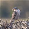 Sparrowhawk