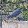 Sparrowhawk