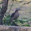 Sparrowhawk